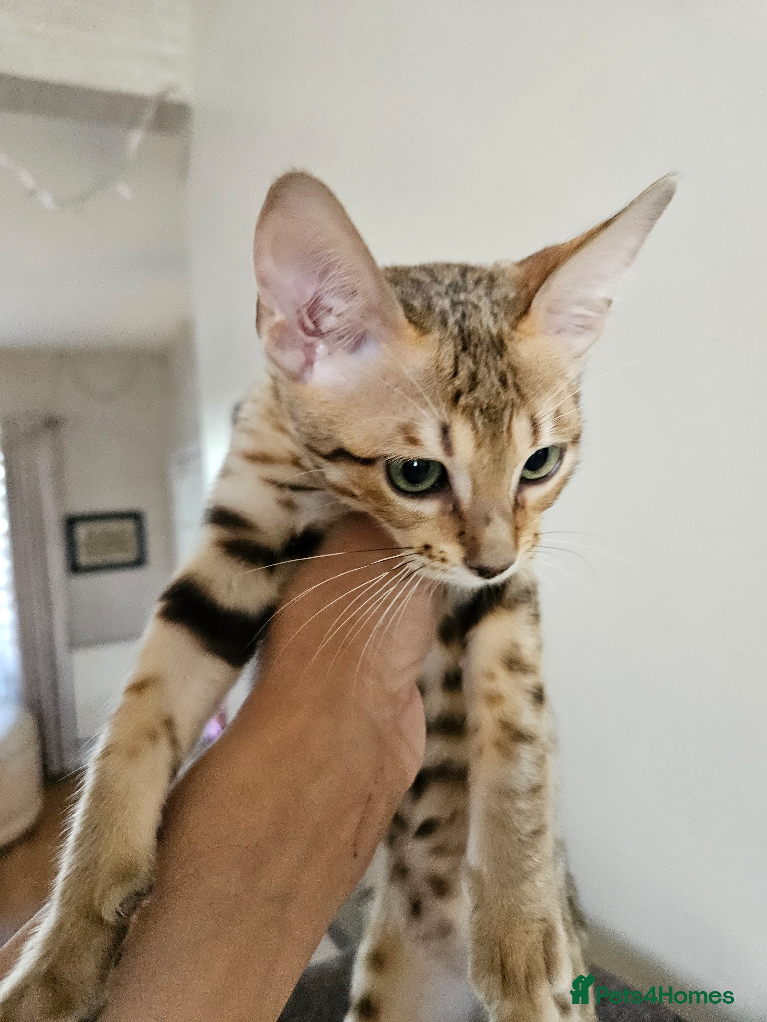 Savannah cats for sale: 3 beautilful F5 Savannah kittens - Advert 1