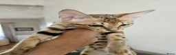 Savannah cats for sale: 3 beautilful F5 Savannah kittens - Advert 1