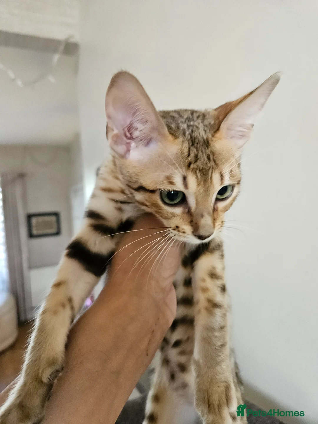 Savannah cats for sale: 3 beautilful F5 Savannah kittens - Advert 1