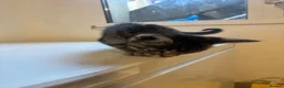 Mixed Breed cats for sale: 9 Adorable Mixed-Breed Kittens for Sale – £90  - Advert 21