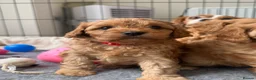 Cavapoo dogs for sale: Extensively Health tested F1 Cavapoo🐾 puppies - Advert 12