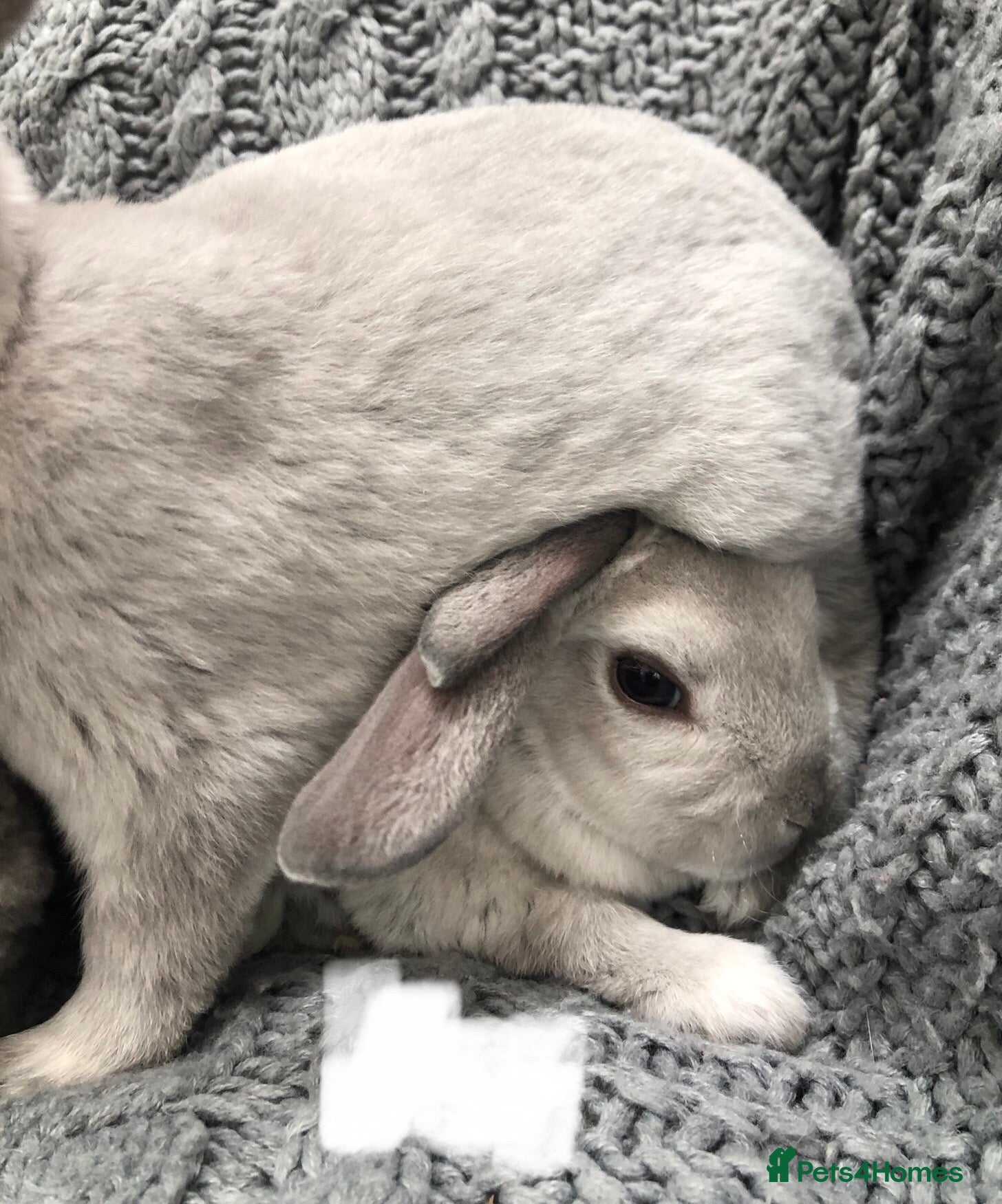 Rex rabbits Beautiful velvet mini Rex & Rex rabbits - Advert 13