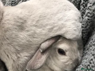 Rex rabbits Beautiful velvet mini Rex & Rex rabbits - Advert 12
