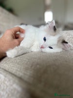 Ragdoll cats 🐾 Family reared GCCF reg ragdoll Kitten🐾 - Advert 7