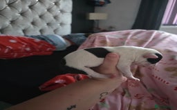 Mixed Breed dogs for sale: Staff x american bull dog puppies - Advert 4