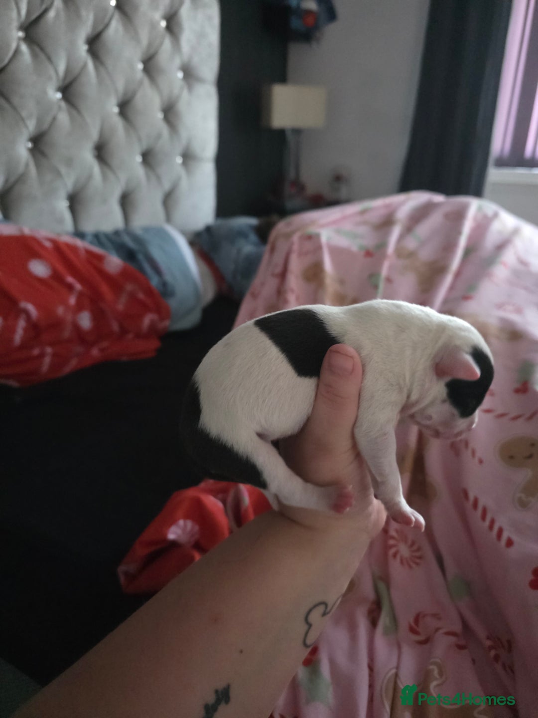 Mixed Breed dogs for sale: Staff x american bull dog puppies - Advert 4