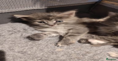 Maine Coon cats in Great Missenden - Advert 13