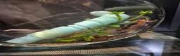 Gecko reptiles for sale: 2x mourning geckos and full setup  - Advert 5