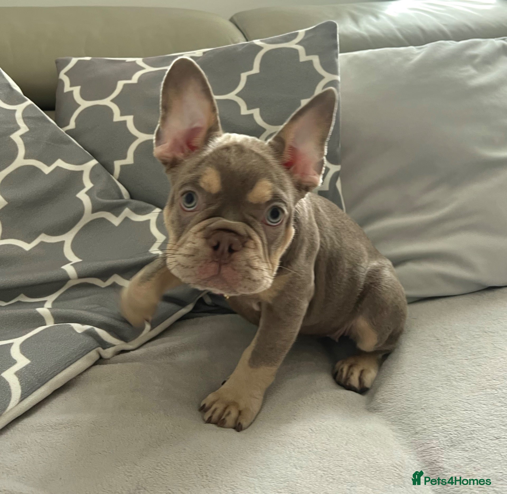 French Bulldog dogs Fully health clear KC French bulldog puppies - Advert 2