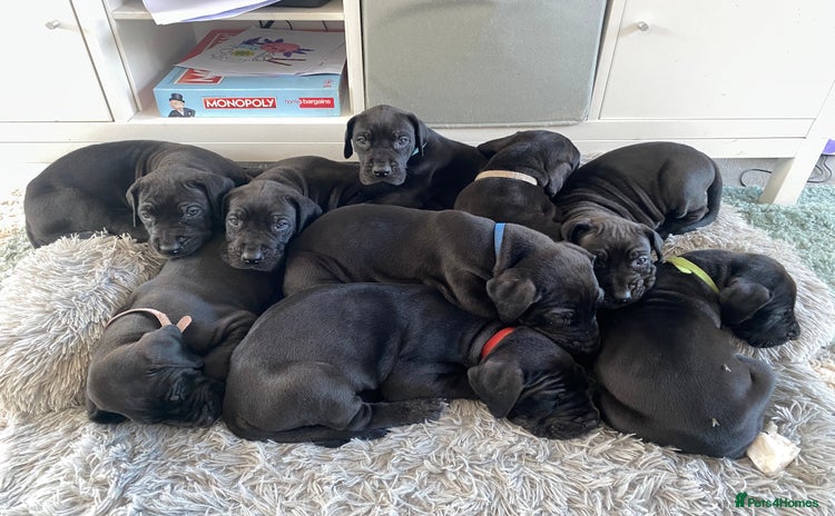 Great Dane dogs - Advert 1
