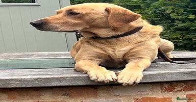 Labrador Retriever dogs - Advert 14