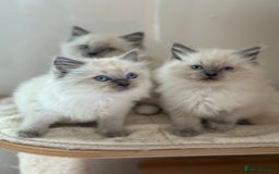 Ragdoll cats for sale: Gorgeous fluffy and friendly kittens  - Image 7