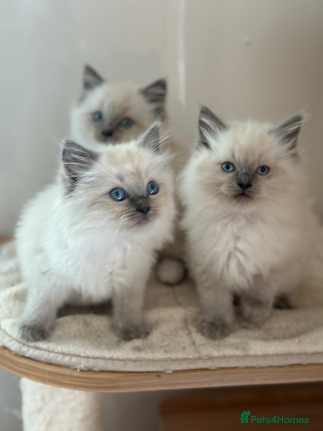 Ragdoll cats for sale: Gorgeous fluffy and friendly kittens  - Image 7