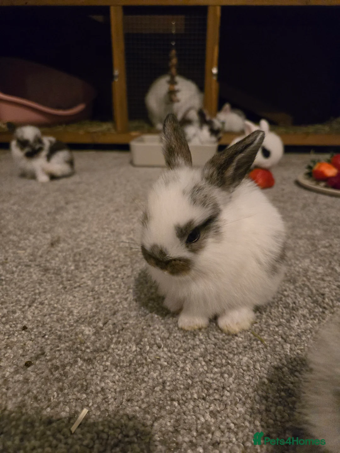 Mini Lop rabbits for sale: Mini lop bunnies  in Hinckley - Advert 14