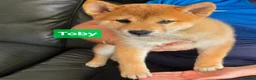 Japanese Shiba Inu dogs for sale: Foxy little shibas - Advert 2