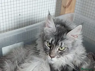 Maine Coon cats Amazing TICA registered kittens - Advert 2