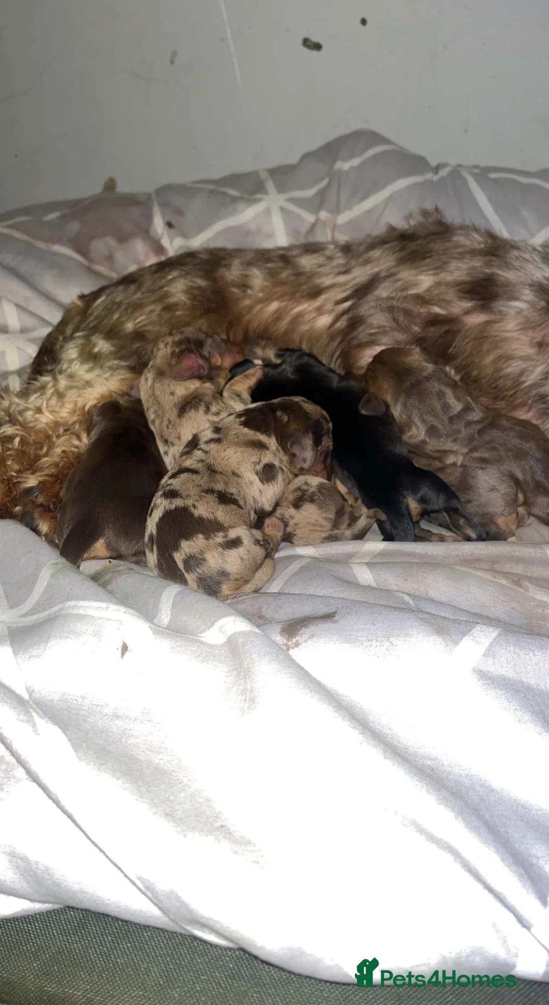 Dachshund dogs for stud: Proven kC Wire haired dachshund teckel stud  in Doncaster - Advert 6