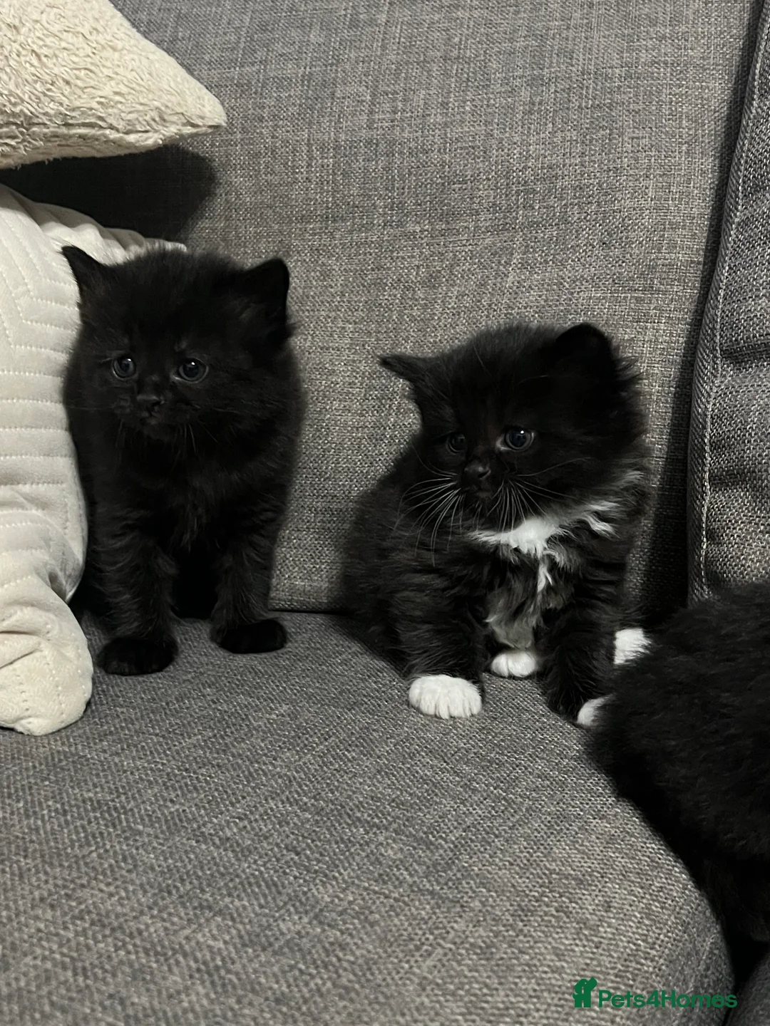 Mixed Breed cats for sale: Beautiful kittens - Advert 9