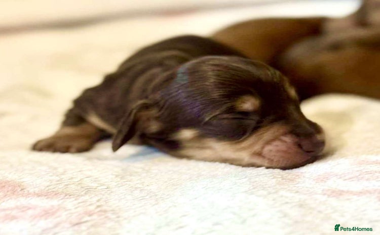 Miniature Dachshund dogs - Advert 7