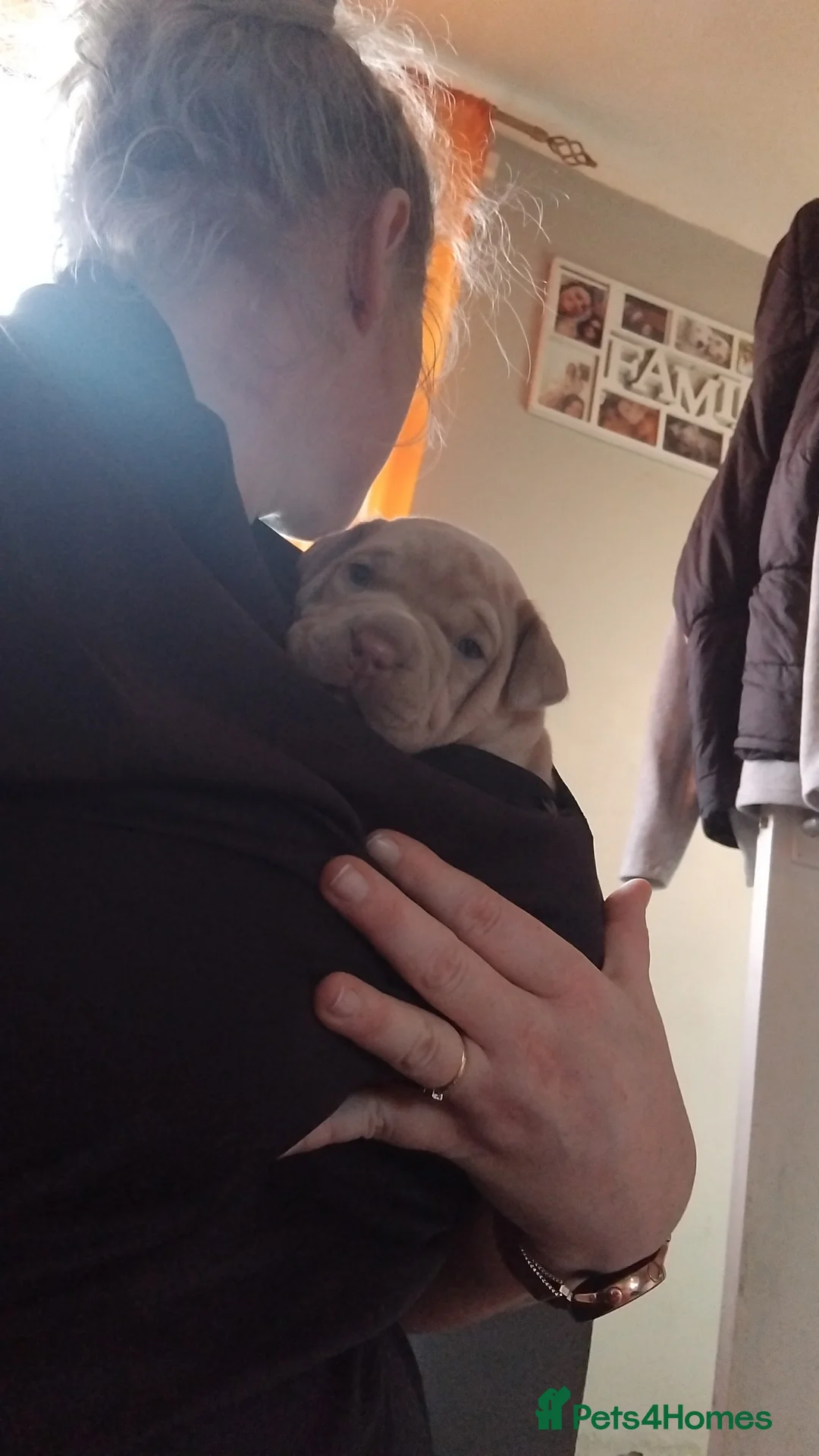 Mixed Breed dogs for sale: Exotic pocket bully cross  - Advert 9