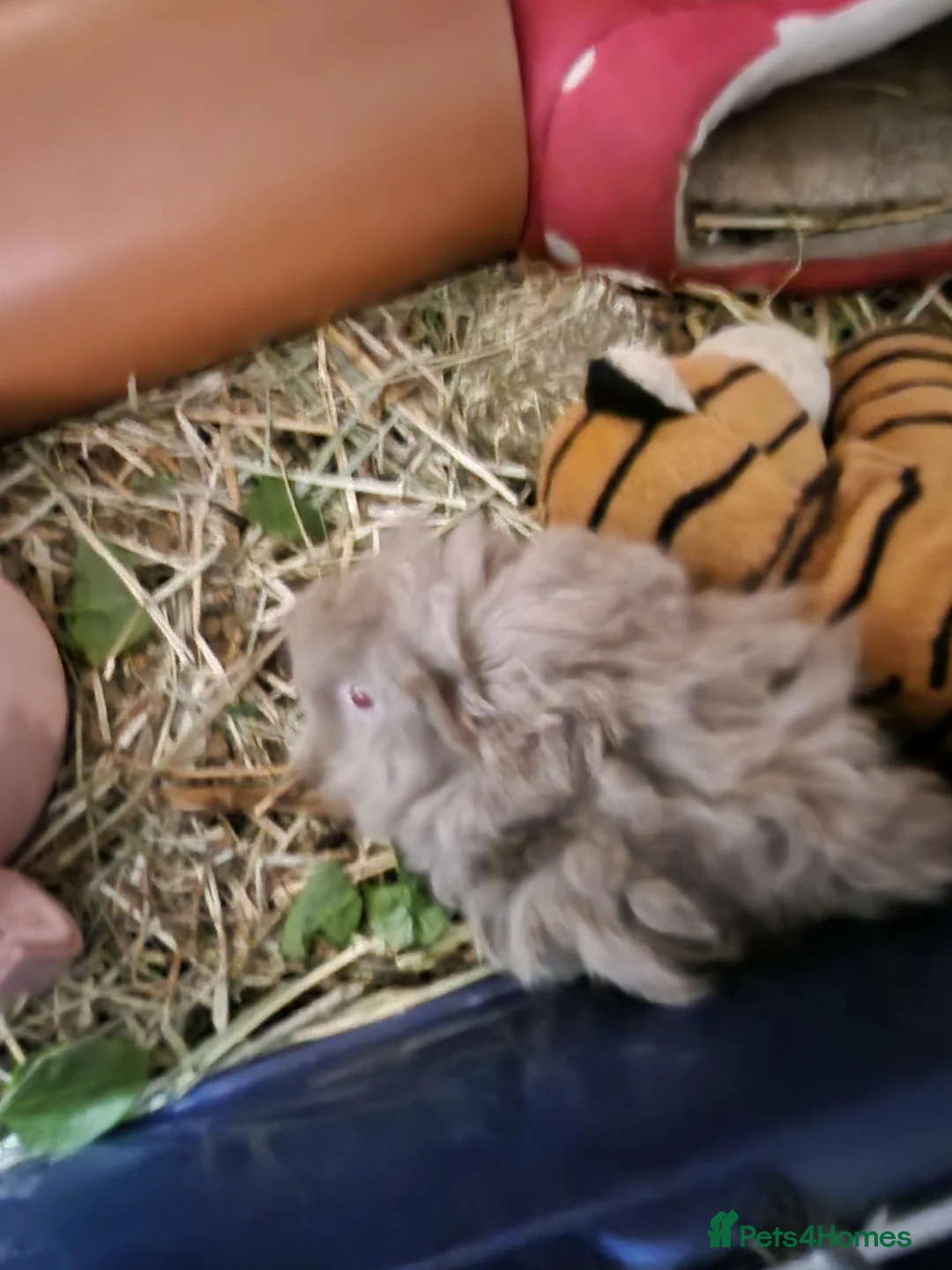 Guinea Pig rodents for sale: Adorable fluffy girl and boy guinea pig babies - Advert 2
