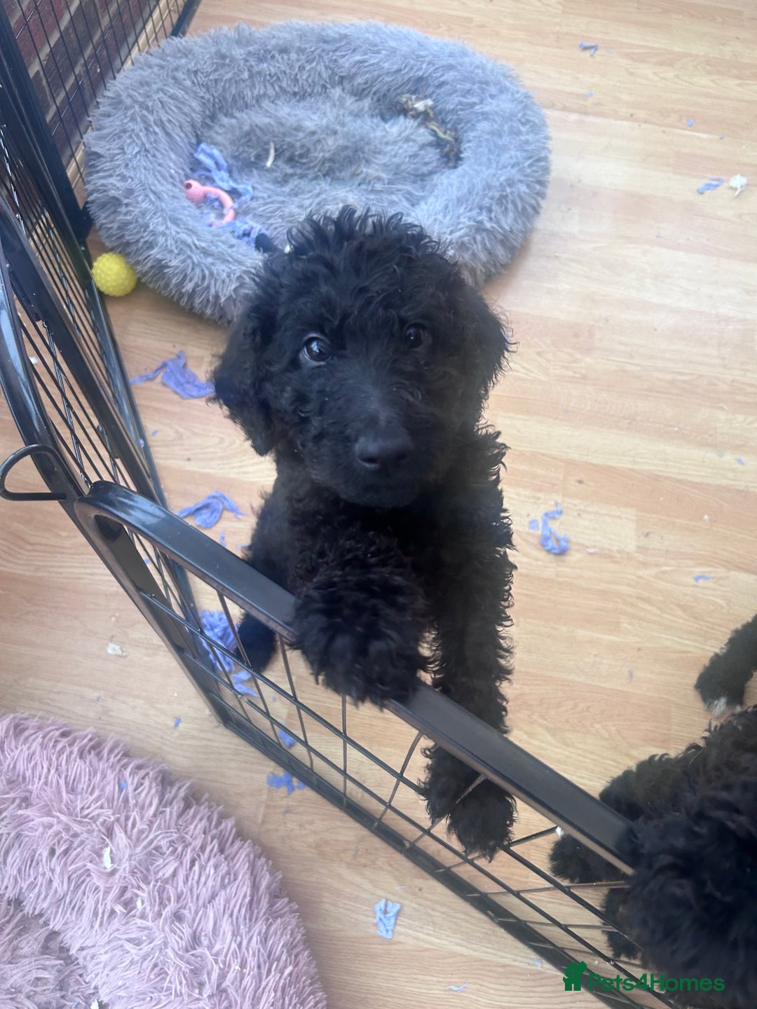 Labradoodle dogs for sale: Beautiful F1B Labradoodle Puppies, Ready now - Advert 13