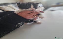 Mixed Breed cats for sale: Half british shorthair kittens - Image 8