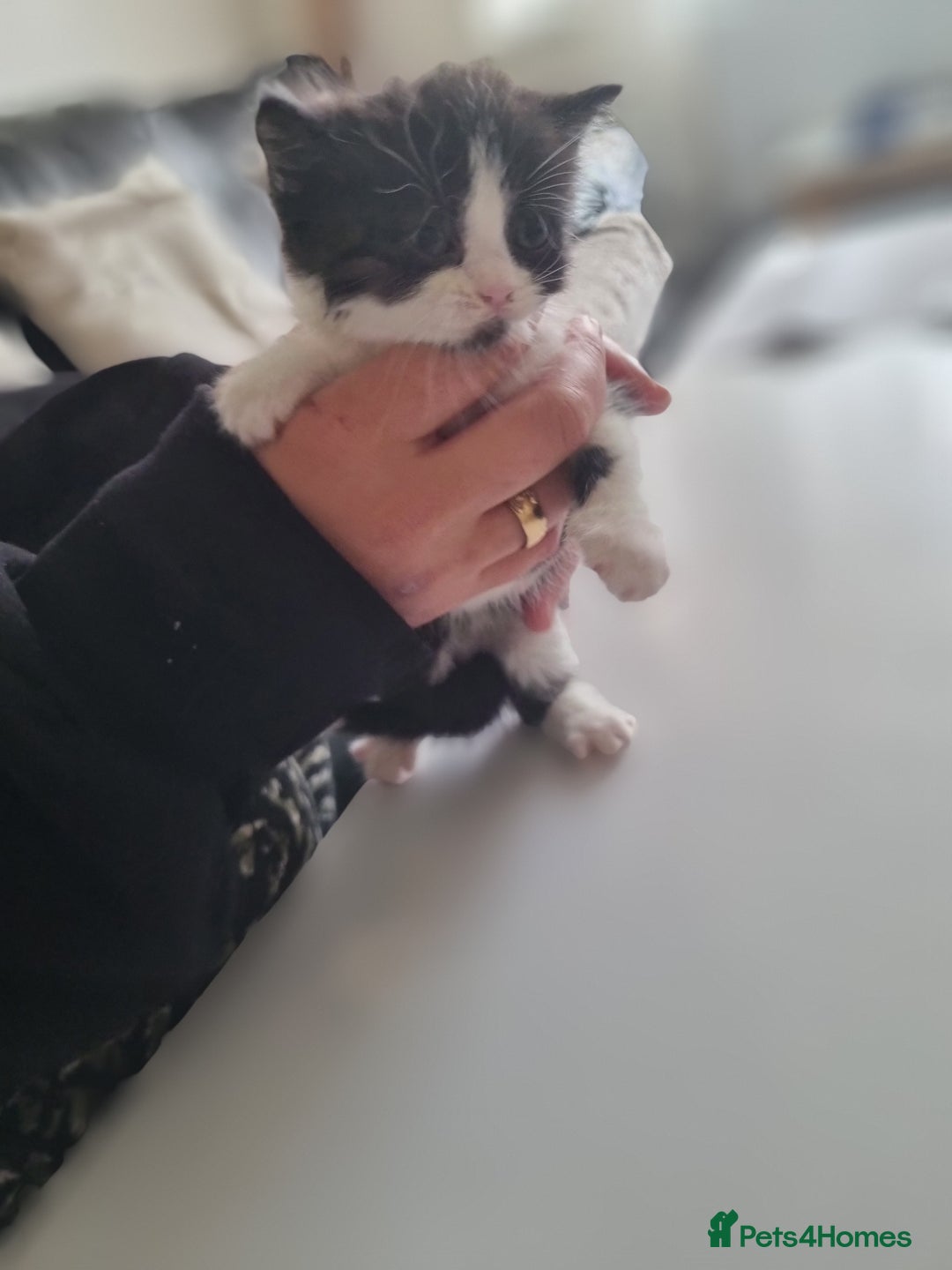 Mixed Breed cats for sale: Half british shorthair kittens - Image 8