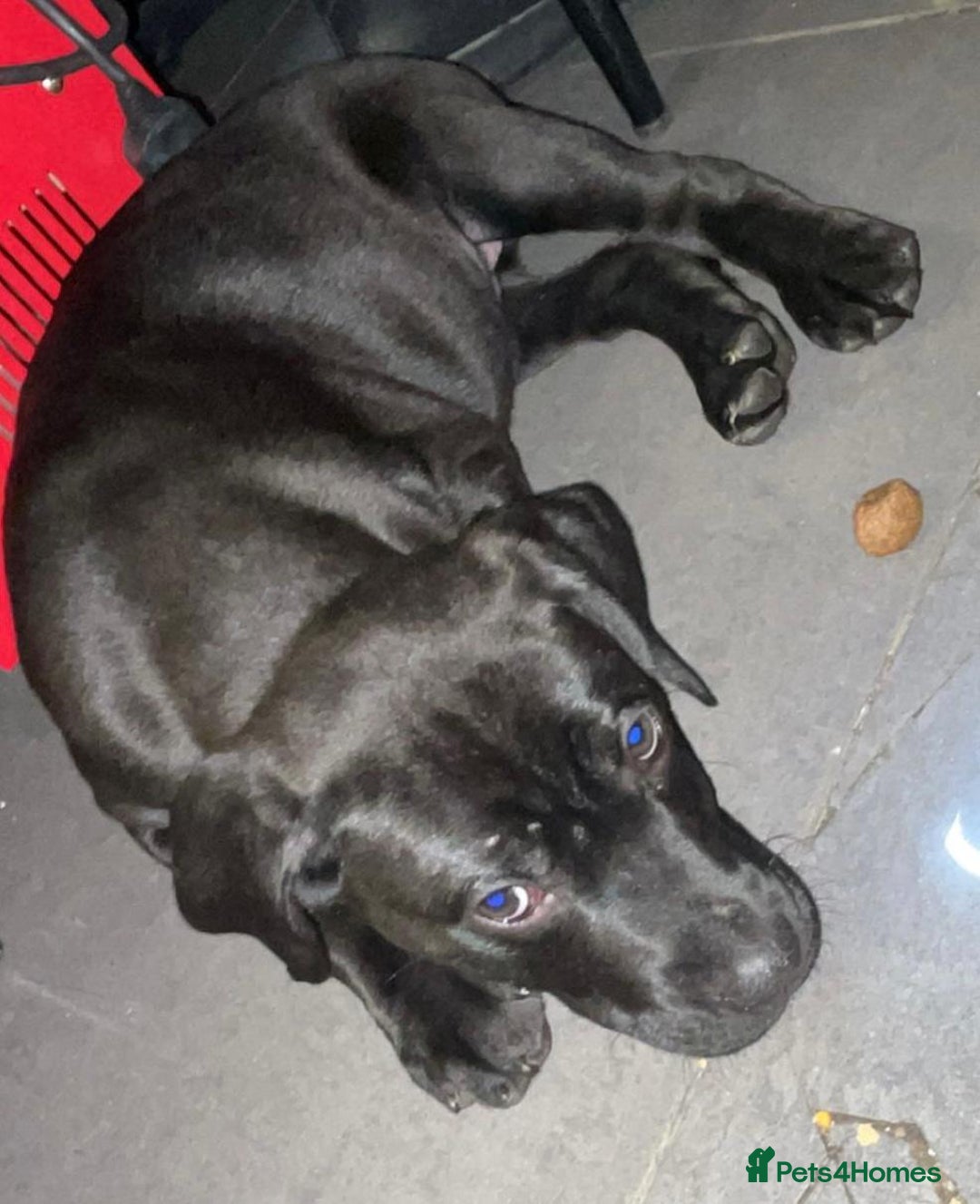 Mixed Breed dogs for sale: Half presa Canario X staffy - Image 4