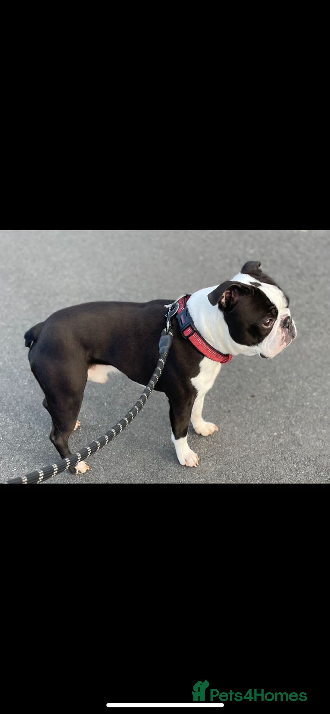 Boston Terrier dogs for sale: KC registered BOSTON TERRIER PUPPIES  - Image 9