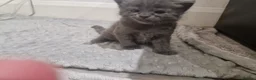 Domestic Shorthair cats for sale: 3 little princess and 3 little prince for sale  - Advert 7