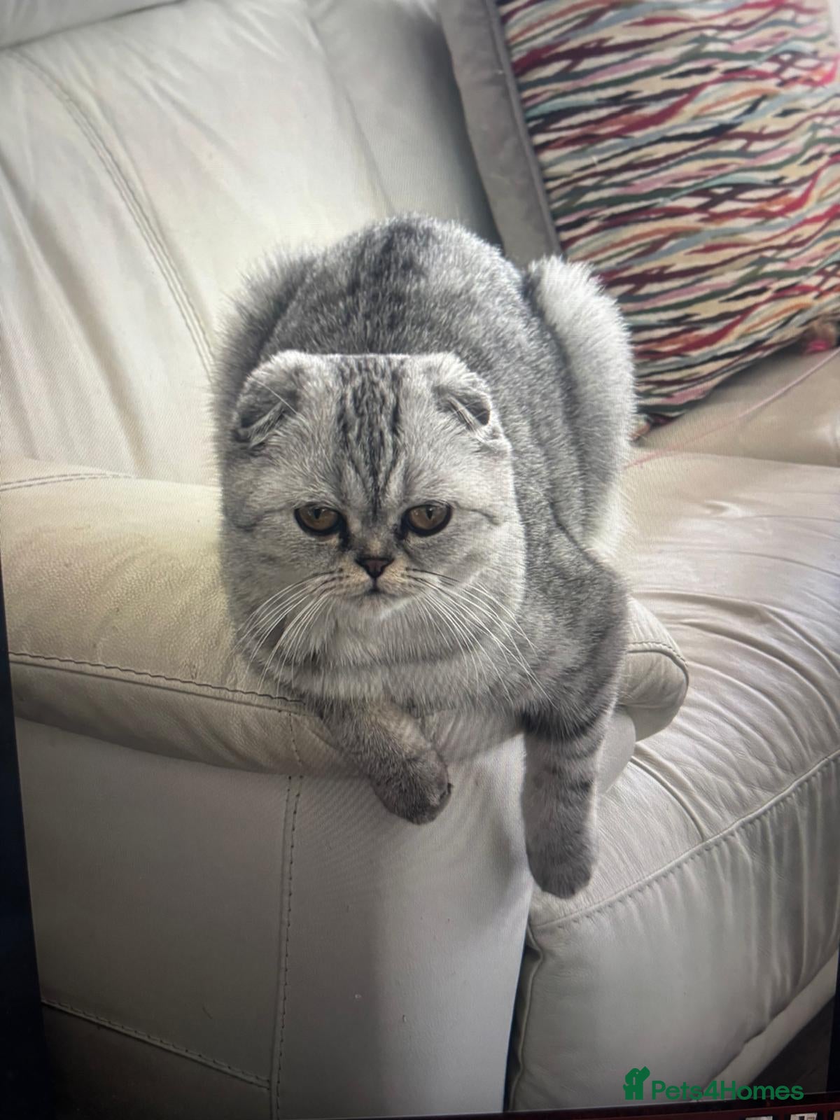 Scottish Fold cats Scottish male  - Advert 4