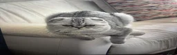 Scottish Fold cats for sale: Scottish male  - Advert 1