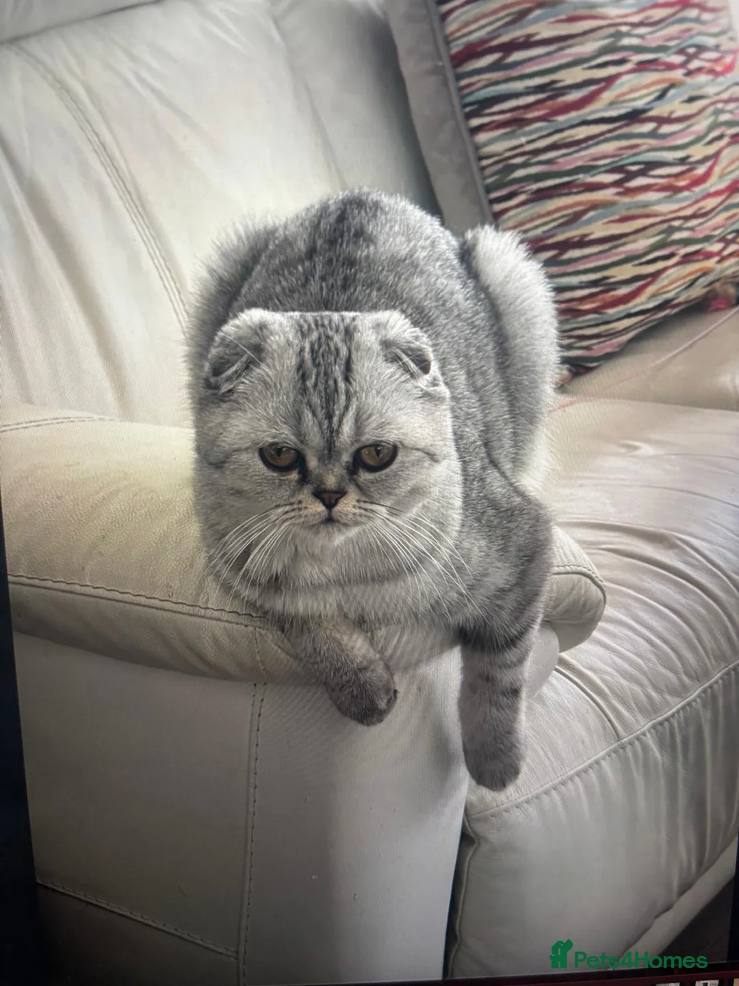 Scottish Fold cats for sale: Scottish male  - Advert 1