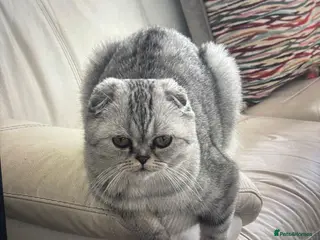 Scottish Fold cats Scottish male - Advert 3