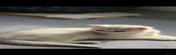 Scottish Fold cats for sale: purebred Scottish kittens - Advert 3