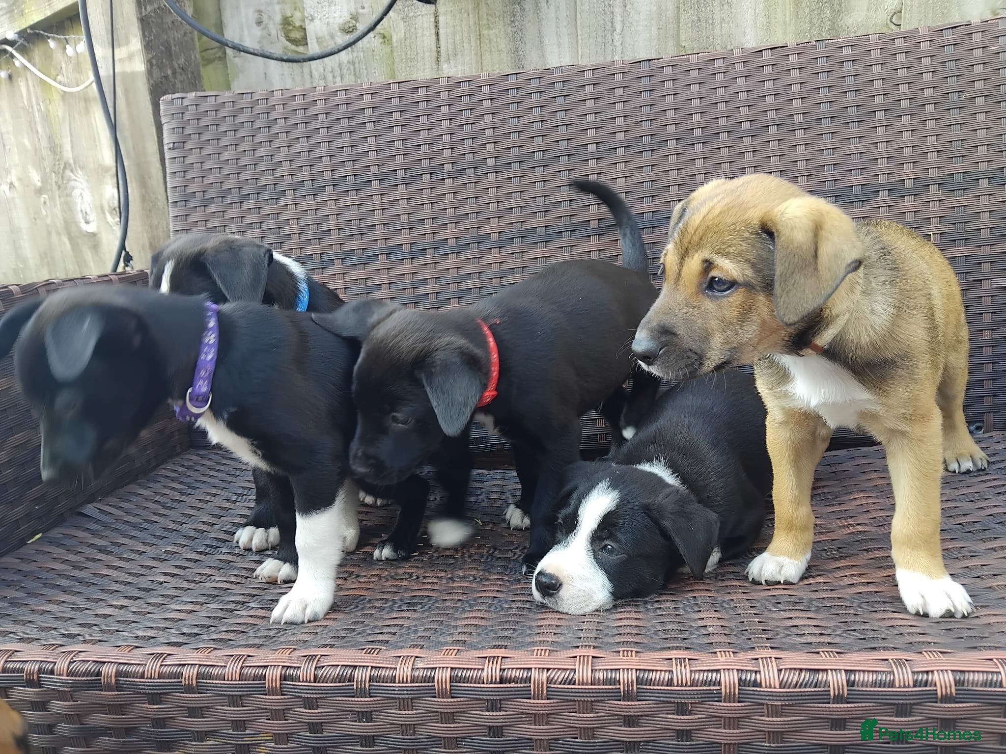 Mixed Breed dogs 5 Border Terrier Collie puppies  - Advert 19