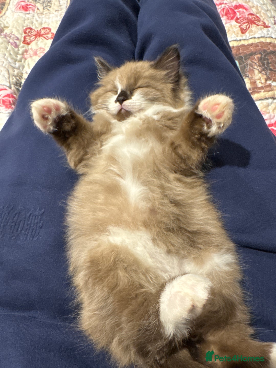 Mixed Breed cats for sale: Loved Kitten Looking for a Forever Home - Advert 3