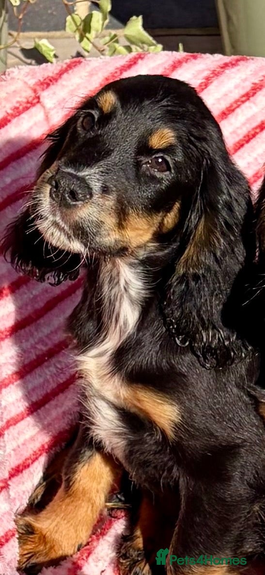 Cocker Spaniel dogs  🐾One beautiful Kc fully vaccinated Girl now 🐾 - Advert 1