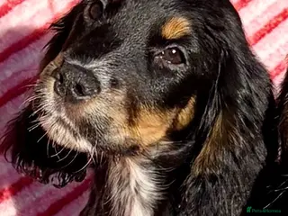 Cocker Spaniel dogs 🐾One beautiful Kc fully vaccinated Girl now 🐾 - Advert 1