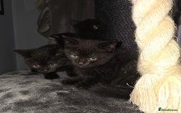 Mixed Breed cats for sale: Mixed ragdoll kittens  - Image 6