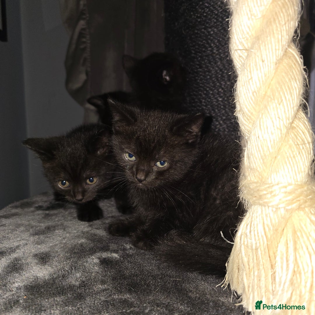 Mixed Breed cats for sale: Mixed ragdoll kittens  - Image 6
