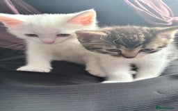 Mixed Breed cats for sale: 2 male kittens - Image 1