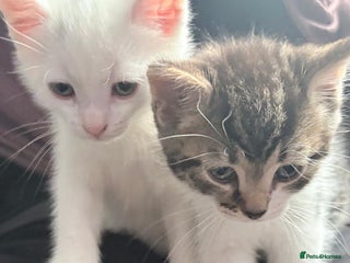 Mixed Breed cats - Advert 5