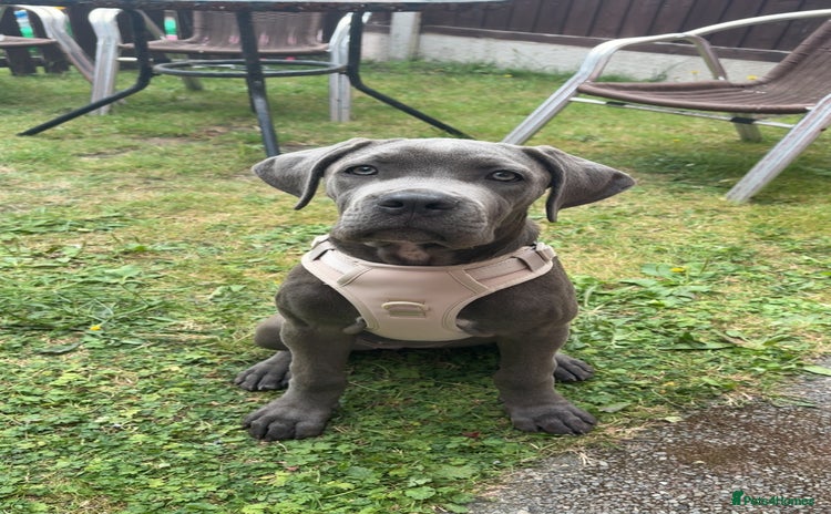 Cane Corso dogs - Advert 1