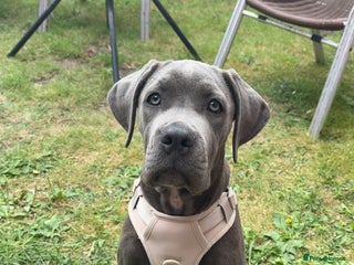 Cane Corso dogs - Advert 36