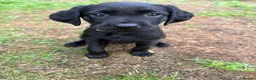 Labrador Retriever dogs for sale: Black Labs Ready to Go! in Plymouth - Advert 1