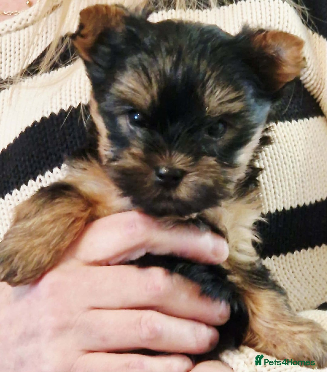 Yorkshire Terrier dogs for sale: Beautiful Quality Yorkshire Terrier Litter  - Advert 3