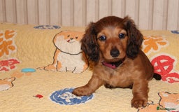 Dachshund dogs for sale: Standard longhaired dachshund puppies - Image 4
