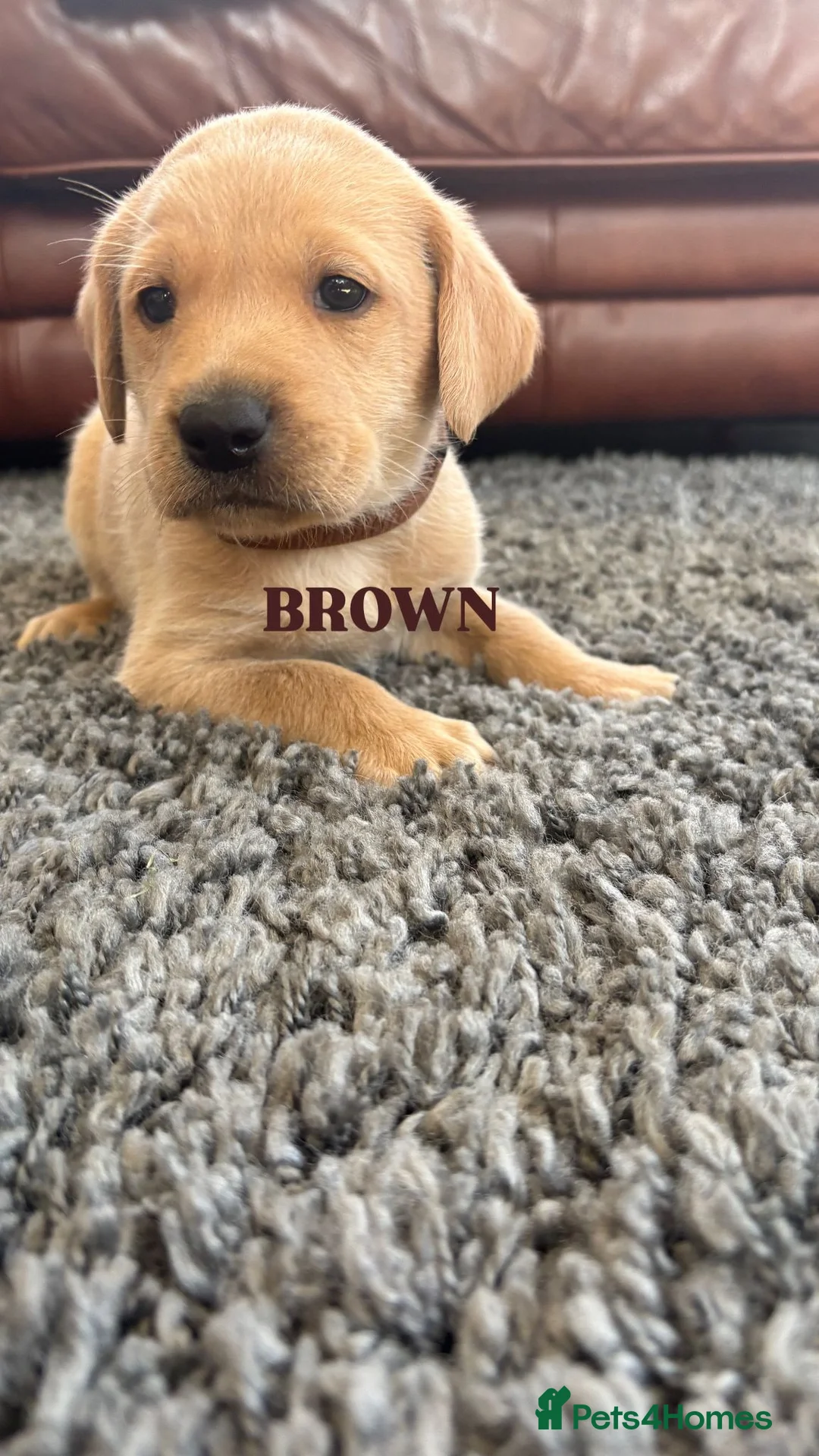 Labrador Retriever dogs for sale: Beautiful KC Golden Labrador Puppies for Sale in Washington - Advert 16